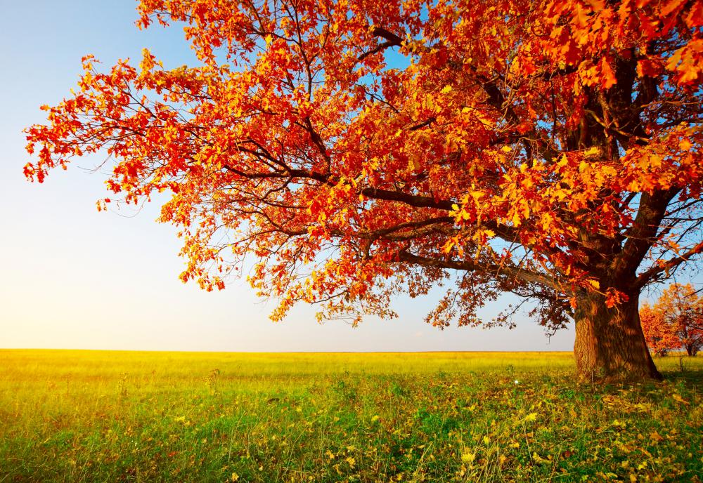 Autumn Statement 2015